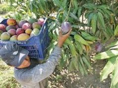 Agricultores de San Lorenzo dan tregua y fijan precio del mango hasta el domingo