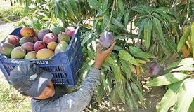 Agricultores de San Lorenzo dan tregua y fijan precio del mango hasta el domingo