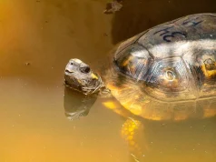 Liberan 40 tortugas de patas amarillas rescatadas del tráfico ilegal en el ACR Tahuayo
