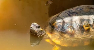 Liberan 40 tortugas de patas amarillas rescatadas del tráfico ilegal en el ACR Tahuayo