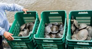 LIBERAN TARICAYAS EN EL ALTO NANAY PARA IMPULSAR SU CONSERVACIÓN Y GENERAR EMPLEO COMUNAL