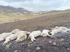 Lampa: rayo mata a ocho alpacas en comunidad de Orduña y reaviva reclamo por falta de pararrayos
