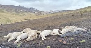 Lampa: rayo mata a ocho alpacas en comunidad de Orduña y reaviva reclamo por falta de pararrayos