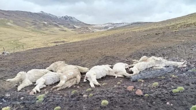 Lampa: rayo mata a ocho alpacas en comunidad de Orduña y reaviva reclamo por falta de pararrayos
