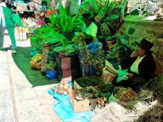 Pese a advertencias ambientales, continúa venta de plantas nativas para nacimientos en Ayacucho
