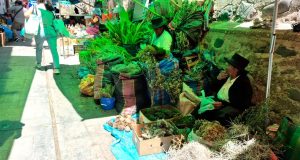 Pese a advertencias ambientales, continúa venta de plantas nativas para nacimientos en Ayacucho