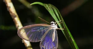Deforestación está apagando los colores de 60 especies de mariposas amazónicas
