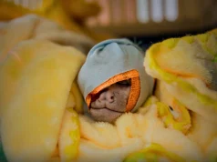 ATFFS Tingo María rescató 96 animales silvestres en 2025 en operativos contra el tráfico y la tenencia ilegal