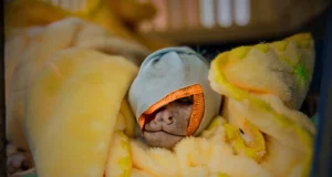 ATFFS Tingo María rescató 96 animales silvestres en 2025 en operativos contra el tráfico y la tenencia ilegal