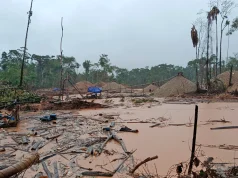 2025: Delitos ambientales como minería ilegal y tráfico de animales dejaron 812 sentencias