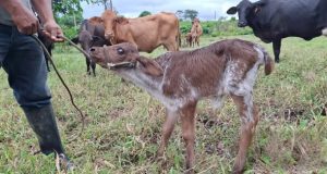 PROYECTO GANADERO REGISTRA LOS NACIMIENTOS N.° 26 Y 27
