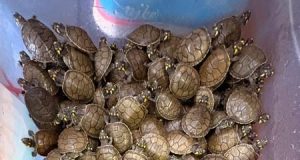 IMPULSAN CONSERVACIÓN DE TARICAYAS EN EL RÍO NANAY