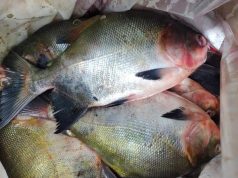 ACCIONES DE CONTROL PROTEGEN LA SOSTENIBILIDAD DE LA GAMITANA EN LORETO