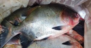 ACCIONES DE CONTROL PROTEGEN LA SOSTENIBILIDAD DE LA GAMITANA EN LORETO