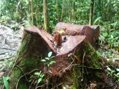 ACCIONES DE CONTROL GARANTIZAN MANEJO FORESTAL AUTORIZADO