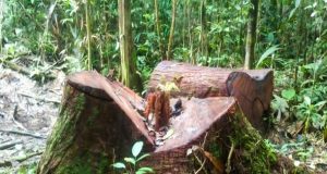 ACCIONES DE CONTROL GARANTIZAN MANEJO FORESTAL AUTORIZADO