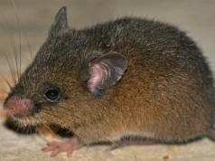 Descubren roedor andino de pelaje suave que habita los bosques nublados de Cajamarca