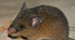 Descubren roedor andino de pelaje suave que habita los bosques nublados de Cajamarca