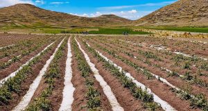 Granizadas dañan papa, quinua y haba en Azángaro, Moho y Yunguyo