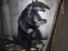 Reportan presencia de oso hormiguero gigante en sector urbano de Tingo María