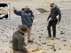 Descubren nueva especie de lobo marino que vivió en la costa peruana hace 2 millones de años