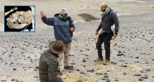 Descubren nueva especie de lobo marino que vivió en la costa peruana hace 2 millones de años
