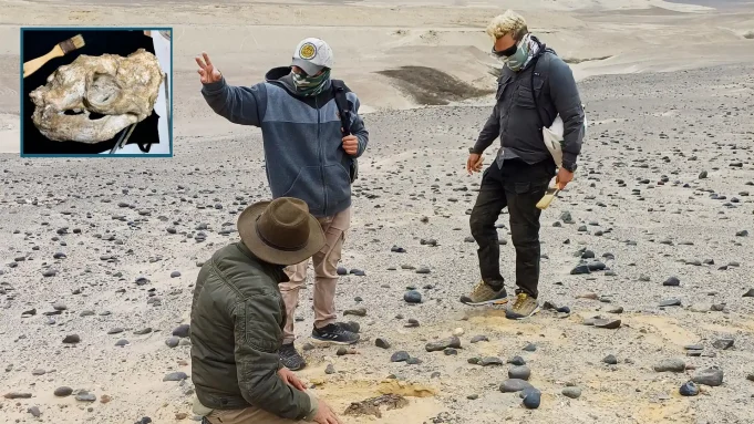 Descubren nueva especie de lobo marino que vivió en la costa peruana hace 2 millones de años