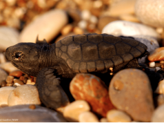 Entre nidos y veraneantes: Las amenazas que enfrentan las tortugas marinas en el norte del país