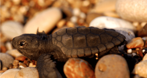 Entre nidos y veraneantes: Las amenazas que enfrentan las tortugas marinas en el norte del país