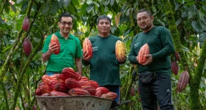 Cacao del Alto Huallaga alcanza rendimientos históricos y supera los 1000 kilos por hectárea