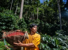 Café y cacao de la Amazonía peruana superan los US$ 3500 millones en exportaciones en 2025