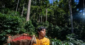 Café y cacao de la Amazonía peruana superan los US$ 3500 millones en exportaciones en 2025