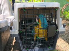 RESCATAN FAUNA SILVESTRE EN PADRE COCHA