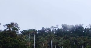 Cutervo: condenan a 4 años de pena suspendida a sujeto por tala ilegal en el Parque Nacional