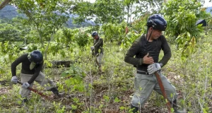 Erradican más de 578 hectáreas de cultivos ilegales de hoja de coca en 2026