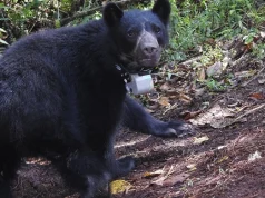 Implementan collares GPS para estudiar al oso de anteojos en áreas naturales protegidas
