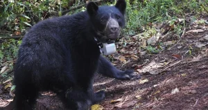 Implementan collares GPS para estudiar al oso de anteojos en áreas naturales protegidas