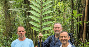 PLANTA “FÓSIL VIVIENTE” ES CAPAZ DE CRECER BAJO EL AGUA