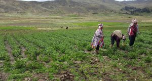 Fruta en riesgo: el peso económico de la plaga en la agricultura de La Convención