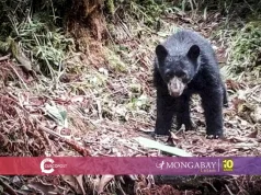 La estación Wayqecha de Cusco y otras experiencias de conservación de osos en Sudamérica