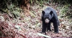 La estación Wayqecha de Cusco y otras experiencias de conservación de osos en Sudamérica