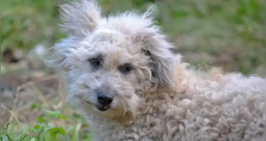 Buscan reconocer a la raza chaku cusqueño como patrimonio nacional y tesoro biológico oficial del Perú