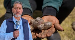 Ayacucho conserva más de 900 variedades de papa nativa, pero enfrenta trabas para posicionarlas en el mercado nacional