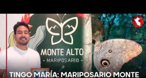 Mariposario Monte Alto impulsa bioturismo y conservación en Tingo María (VIDEO)