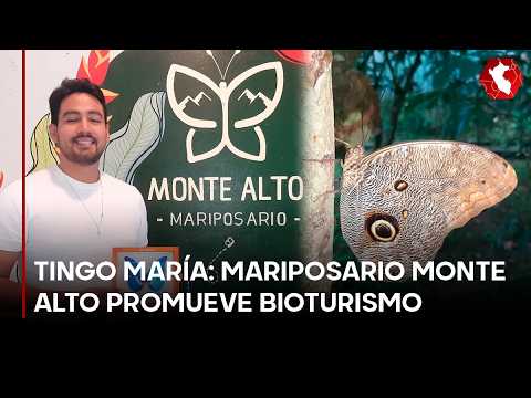 Mariposario Monte Alto impulsa bioturismo y conservación en Tingo María (VIDEO)