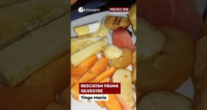 Tingo María | Fauna en peligro: rescatan animales que llegaron a viviendas por lluvias (VIDEO)