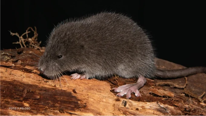 Descubren nueva especie de roedor semiacuático en los Andes del Perú