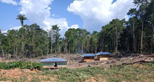 ALERTA: CHANCAY PODRÍA AGRAVAR LA DEFORESTACIÓN EN LA AMAZONÍA