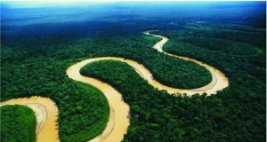 EMPRESARIOS ADVIERTEN CAÍDA DEL SECTOR FORESTAL