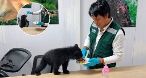 Carabaya: SERFOR rescata cría de oso andino en Ayapata y alertan sobre su protección en Puno